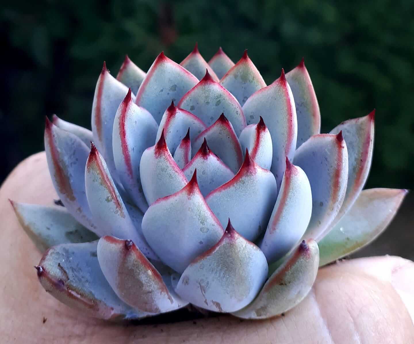 Echeveria camanoii